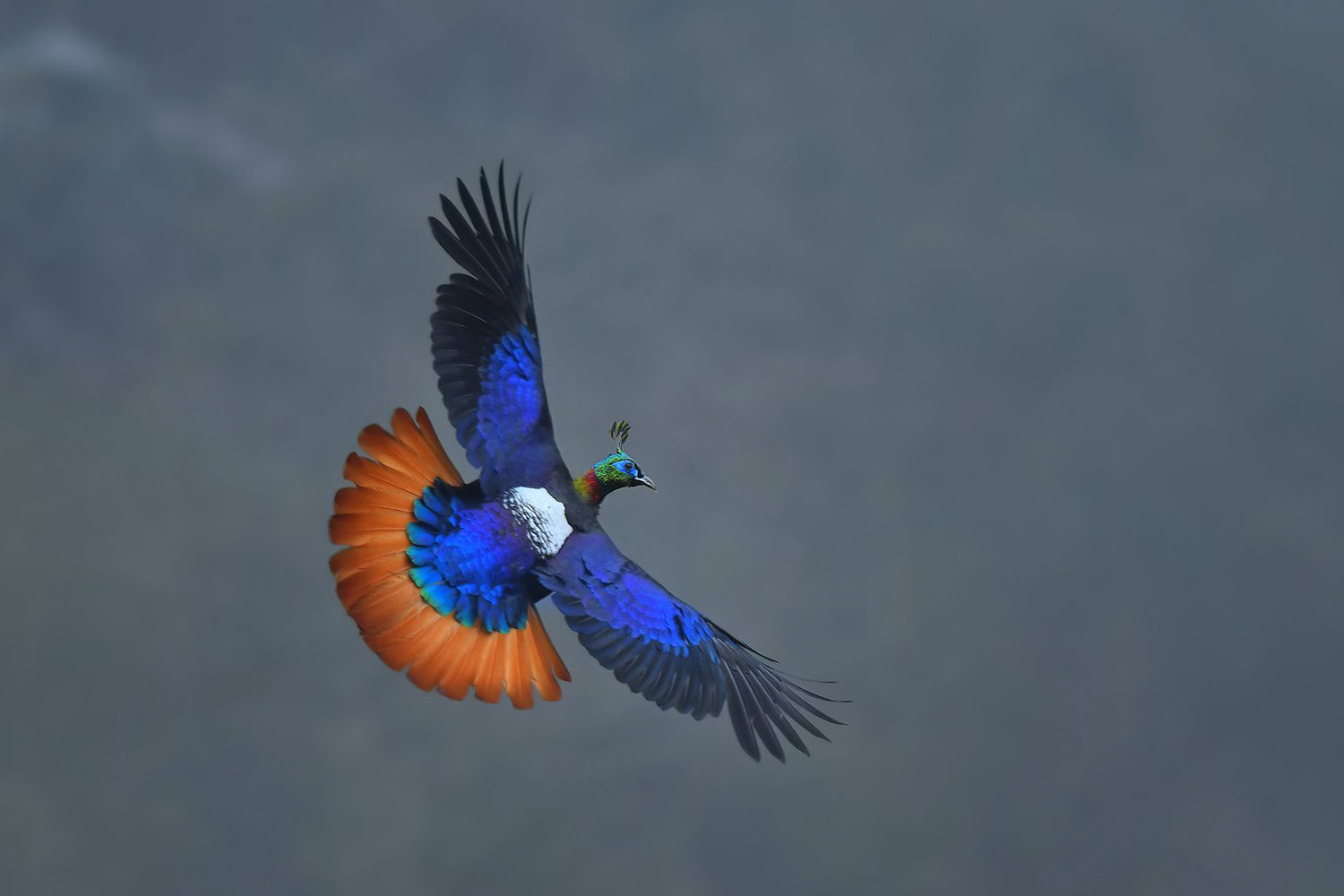 Scenic view of chopta